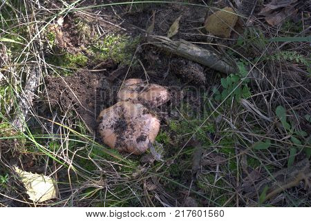 A Pair Of Young Mushrooms. Dream Of Mushroom Picker. Saffron Milkcap