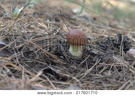 the Suillus granulatus, young and small mushroom