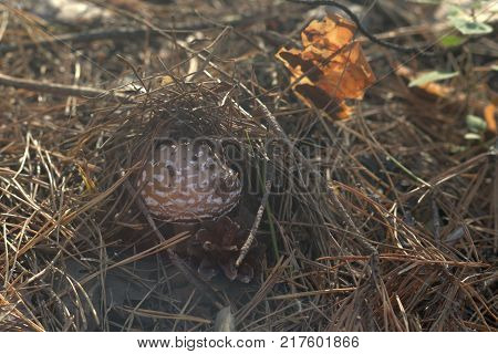 spotted brown mushroom under cover of last year's pine needles in the sunlit forest