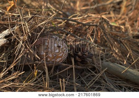 false blusher leans out from under a bunch of old pine needles, next to mature dark brown conifer cone. evening forest