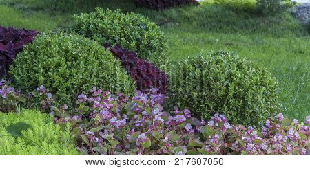 Alpine garden with dwarf conifers close up.