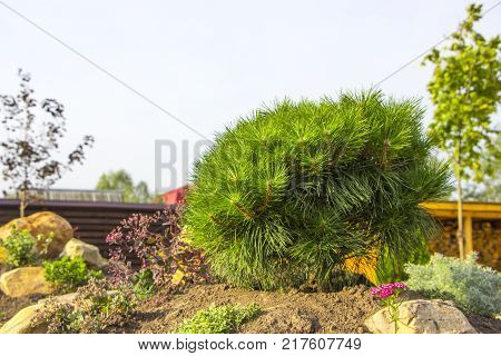 Alpine garden with dwarf conifers close up.