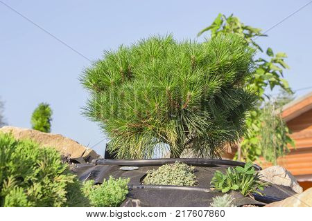 Alpine garden with dwarf conifers close up.