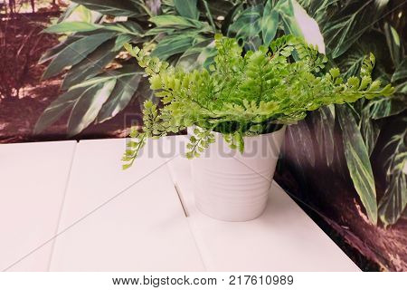 Artificial Green Plants in White Ceramic Flower Pots on Wooden Table for Home and Office Decoration without The Care.