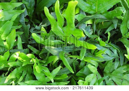 Background Pattern Horizontal of Polypodium Diversifolium Leaves Textured or Green Bush Background.