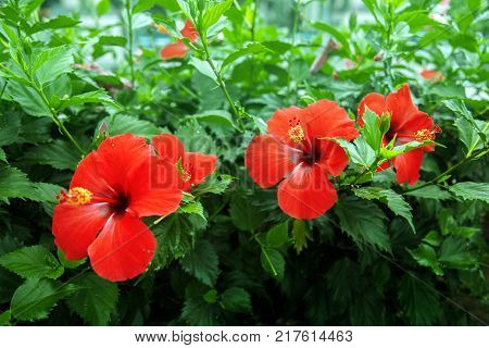 Beautiful red flowers growing in green leaves