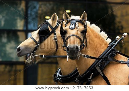Two norvegian fjord males in blinkers staying outdoor