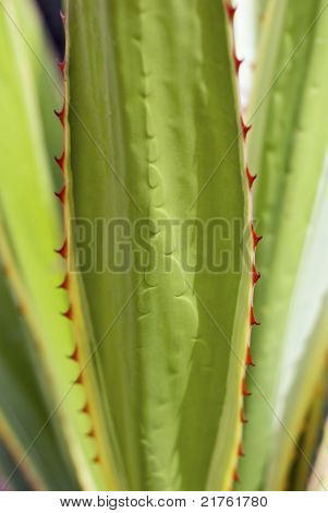 Aloe