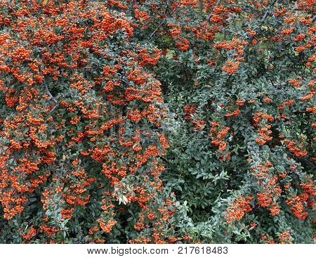 Fruits of bright orange berries of mountain ash thickly envelop the green tree