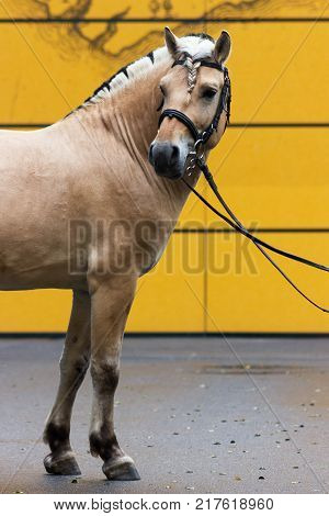 Norvegian fjord male in bridle staying outdoor