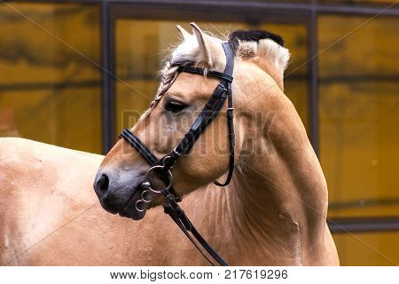 Norvegian fjord male in bridle staying outdoor