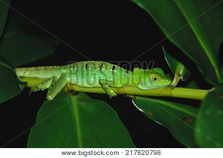 Bright green lizard clings to branch at night in Costa Rica jungle.