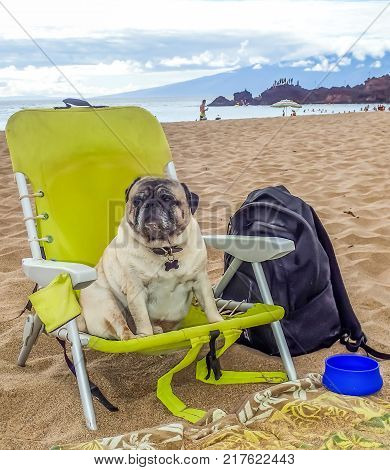 Brutus the Pug sits in his beach chair on the sand with bowl and towel in front of him.