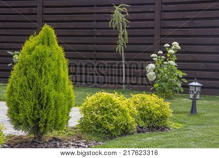 Thujia dwarf in the form of a drop on the lawn.