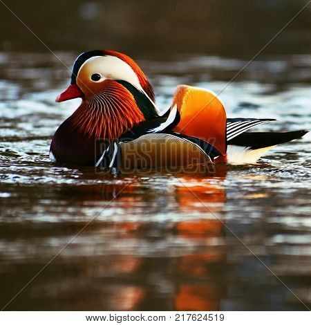 A Colourful Male Mandarin Duck. (aix Galericulata)