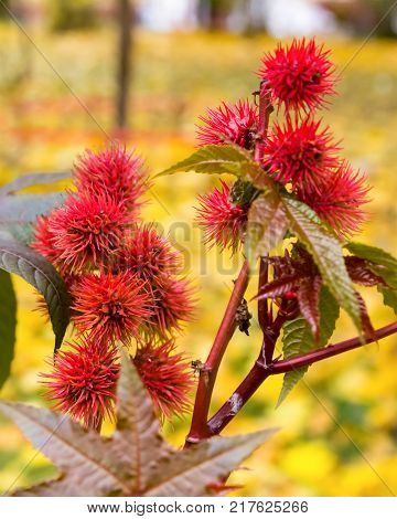 Castor-oil Plant Burgundy Red Close-up Spiked Fruit With Figured Leaves