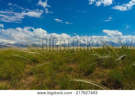 Scenic view of steppe with feathergrass and beautiful snow-white mountain peaks and glaciers, blue sky, curly clouds