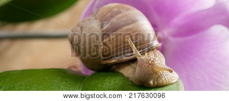 the snail sits on a green leaf on a background of flowers