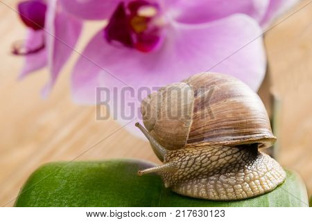 a large snail crawls on a background of flowers on a green leaf