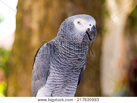 Parrot Gray Jaco Close-up Looks With Suspicion On Blurred Wood Background