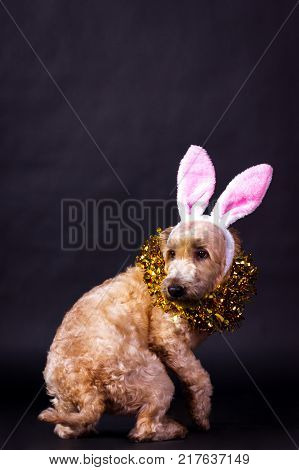 Irish Soft Coated Wheaten Terrier