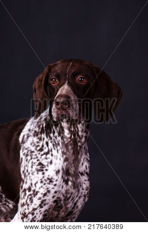 Young german shorthaired pointer (kurzhaar) looking forward on black background at studio
