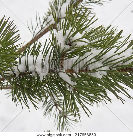 Branch of a fur-tree covered by the first snow