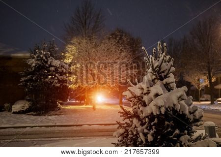 Snow covered trees and falling snow snow winter snow falling