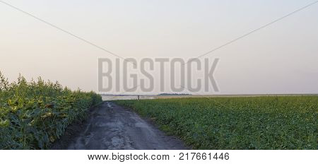 Rural dirt road with tire tracks leading straight through lush green pastures and farmland in a receding view