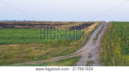 Rural dirt road with tire tracks leading straight through lush green pastures and farmland in a receding view