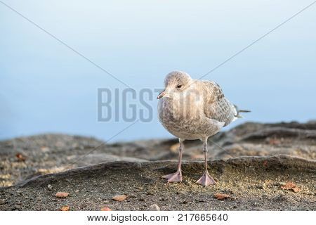 Youngbird -  grey baby seagull - closeup