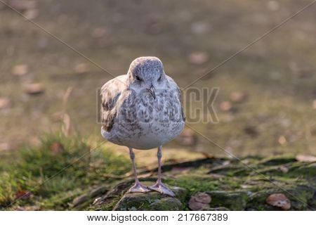 Youngbird -  grey baby seagull - closeup