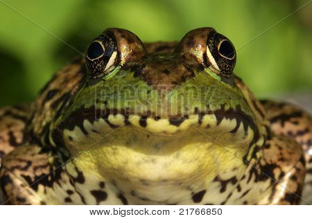Grüne Frosch