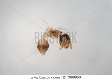 Microscope Photo Of An Ant