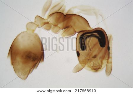 Microscope Photo Of An Ant