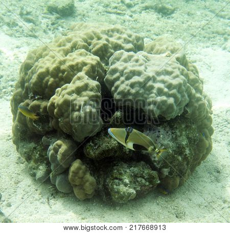 picasso fish in the reef of Togian islands Sulawesi Indonesia