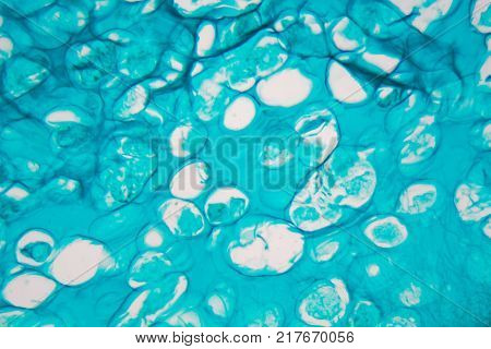 Microscope Photo Of An Ant