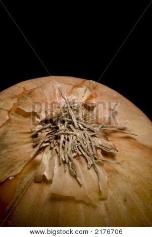 Onion