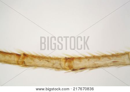 Microscope Photo Of An Ant