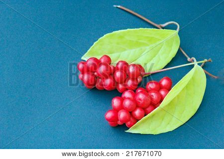 branch of red ripe schisandra with leaves lay on the dark blue background