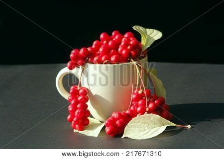 branches of red schizandra and leaves in the cup on the dark background. Crop full of schizandra