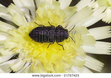 Carocha em flor