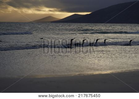 Group of King Penguins (Aptenodytes patagonicus) returning to land as dawn breaks over the beach at The Neck on Saunders Island in the Falkland Islands.