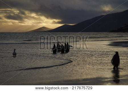 Group of Gentoo Penguins (Pygoscelis papua) heading to sea as dawn breaks over the beach at The Neck on Saunders Island in the Falkland Islands.