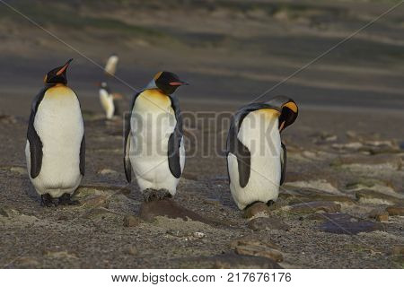 Group of King Penguins (Aptenodytes patagonicus) at The Neck on Saunders Island in the Falkland Islands.