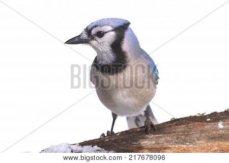 Blue Jay (corvid cyanocitta) in winter with snow