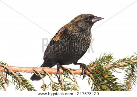 First winter Male Red-winged Blackbird (Agelaius phoeniceus) on a perch with a white background