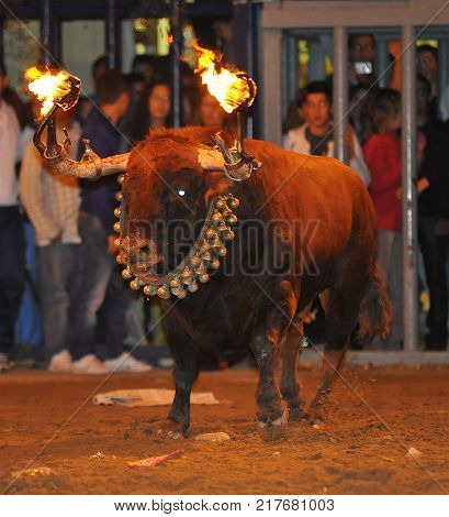 bull in spain with fire in the horns