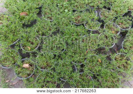 Little Othalanga tree in the black pot