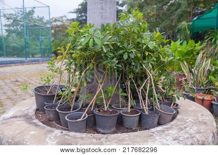 Little Othalanga tree in the black pot